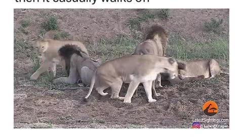 Animal: Lions fight and the prey walks away