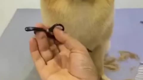 lovely cute dog