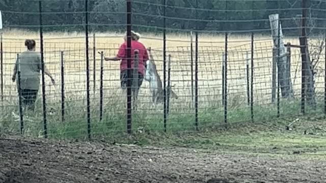 Buck Gets Rescued From the Fence