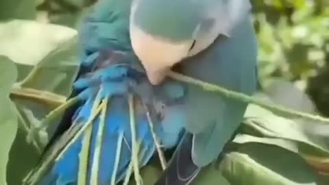 Beautiful bird going to make nest.