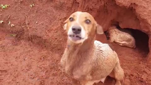 Three-Pawed Dog Dug Hole for Puppies