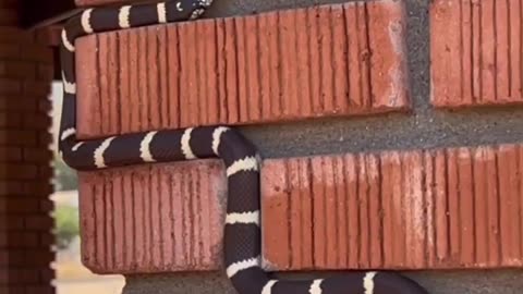 Snake Making art in wall