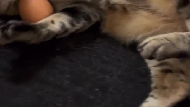 What Happens when you Give a Cat an Egg #3 - Cute Cats