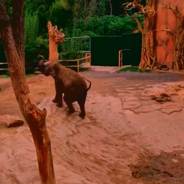 Adore Elephant life, Animals, Adorable Monkeys #5