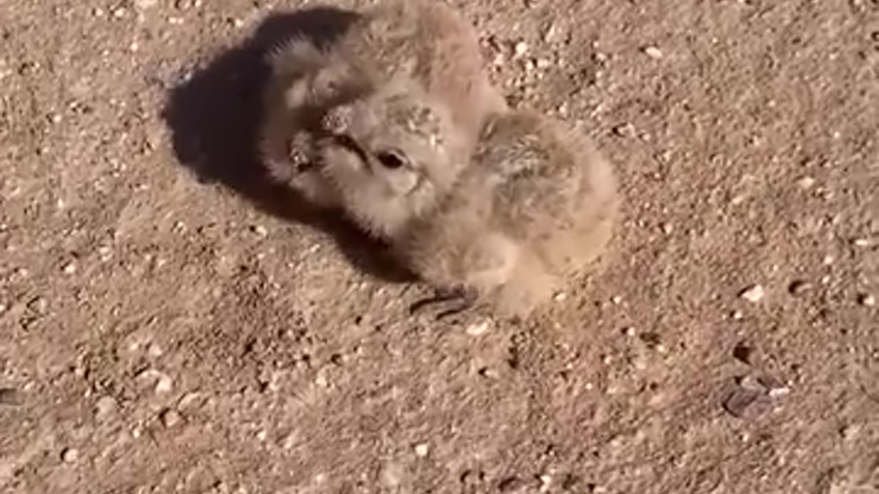 Lesser Nighthawk chicks run to mother