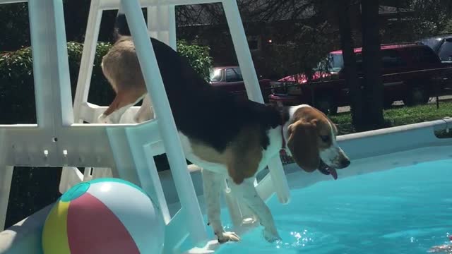 Bella the Beagle Plunges into Pool