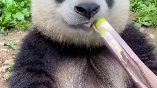 panda is eating