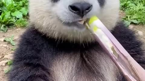 panda is eating