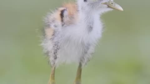 Childhood is best ------._ nikonz8_birds _ wildlife photography_nikon_wildlife_indianbirds .....