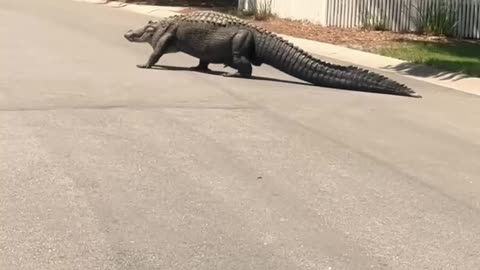 Huge alligator lumbers across South Carolina road