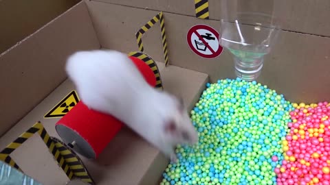 Hamster Escapes the Creative Maze for Pets in real life