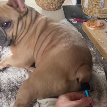 Funny dogs farting 😂🤣🤣🤣🐈😁🤣🐈🤣🤣