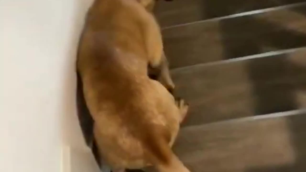 Funny dogs going downstairs
