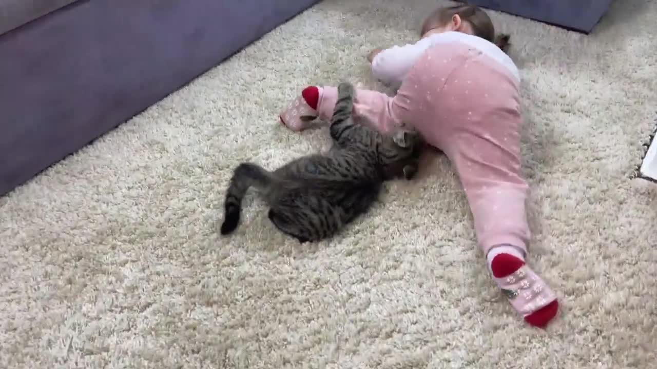 What Does a Kitten do When a Baby Dances Funny Video