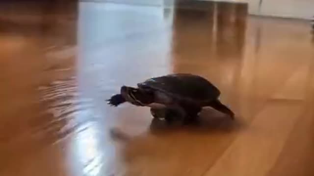 Owner clears pool and leaves turtle to 'race' alone