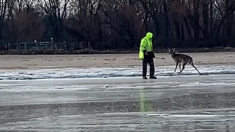 Husband Saves Two Deer Trapped on Frozen Lake