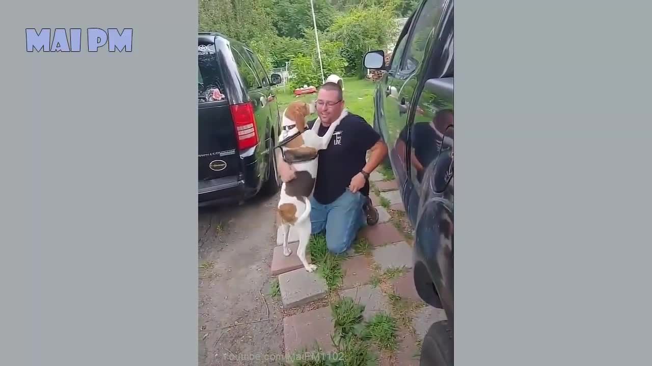 Funny Dog Videos It's time to LAUGH with Dog's life