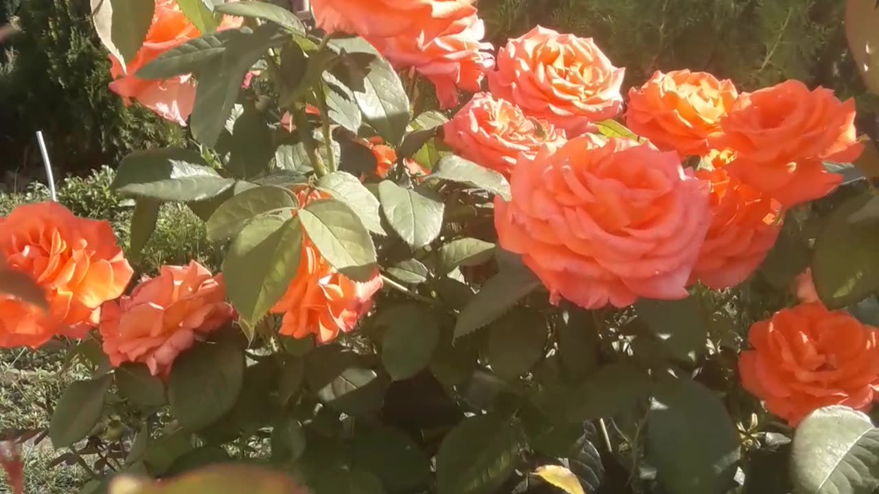 Pink roses