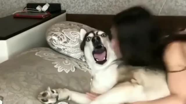 Fuffy Dog