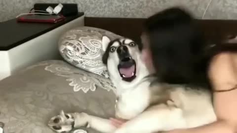 Fuffy Dog
