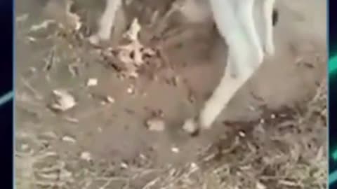 Man See A Cow With Her Head Stuck In A Tree AND Help Her || Saving Animals || MEGA FACTS