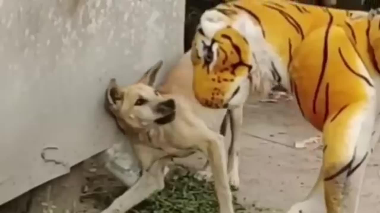 Troll Prank Dog is funny