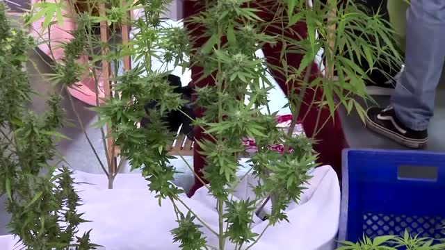 Thailand starts giveaway of 1 mln cannabis plants