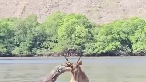 Poor deer try to fight back the komodo