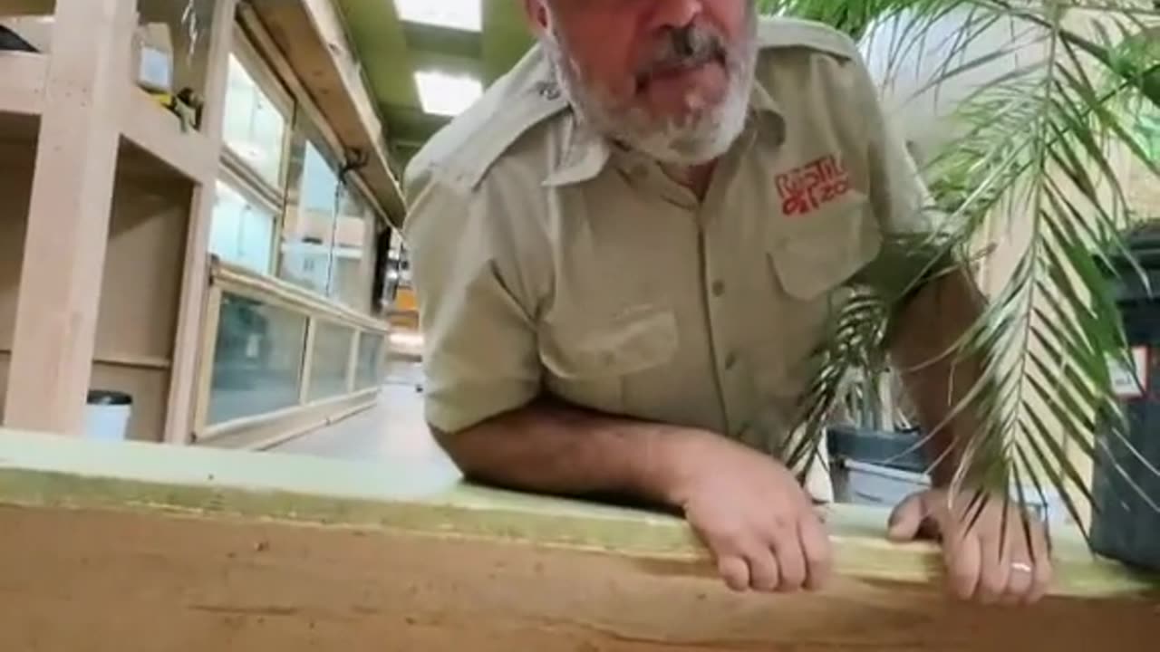 BREADDING SCENE OF TURTLE...