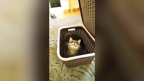 Funniest animal videos 2023😂🤪 funny cats and dogs will make you're day