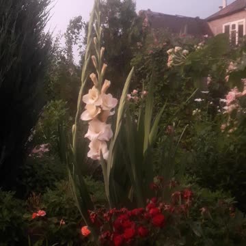 Gladiolus bloomed