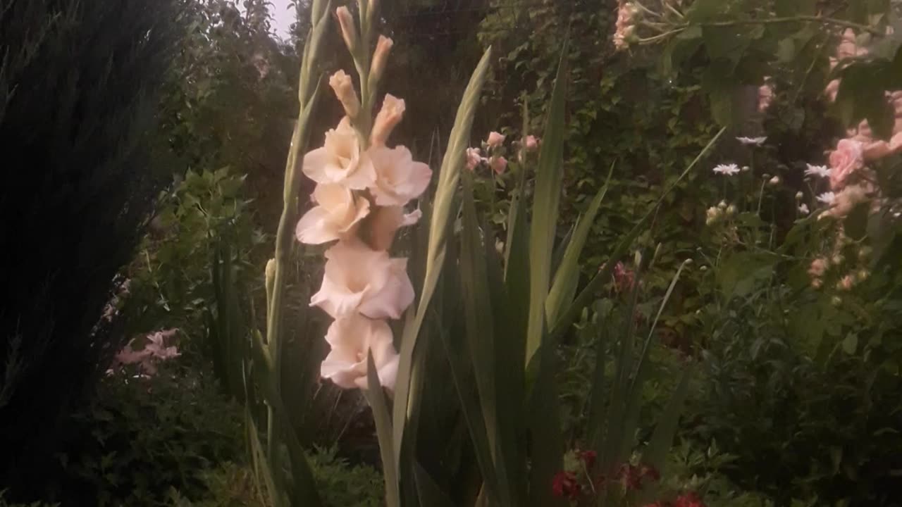 Gladiolus bloomed