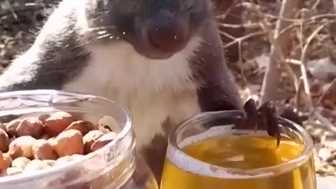 How the squirrel is drinking