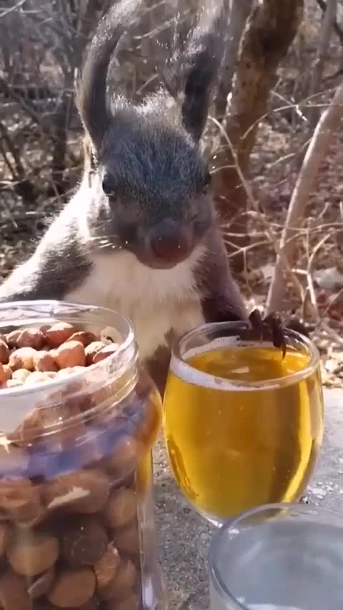 How the squirrel is drinking