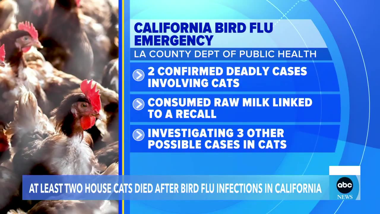 CA Bird Flu Emergency: Newsom Acts as Cats Infected