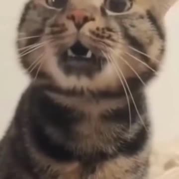 Funny pets always cause laughter