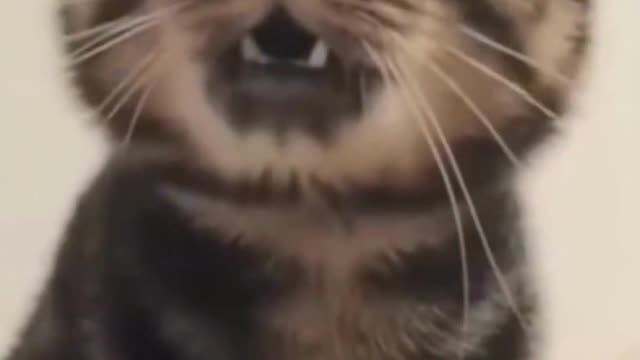 Funny pets always cause laughter