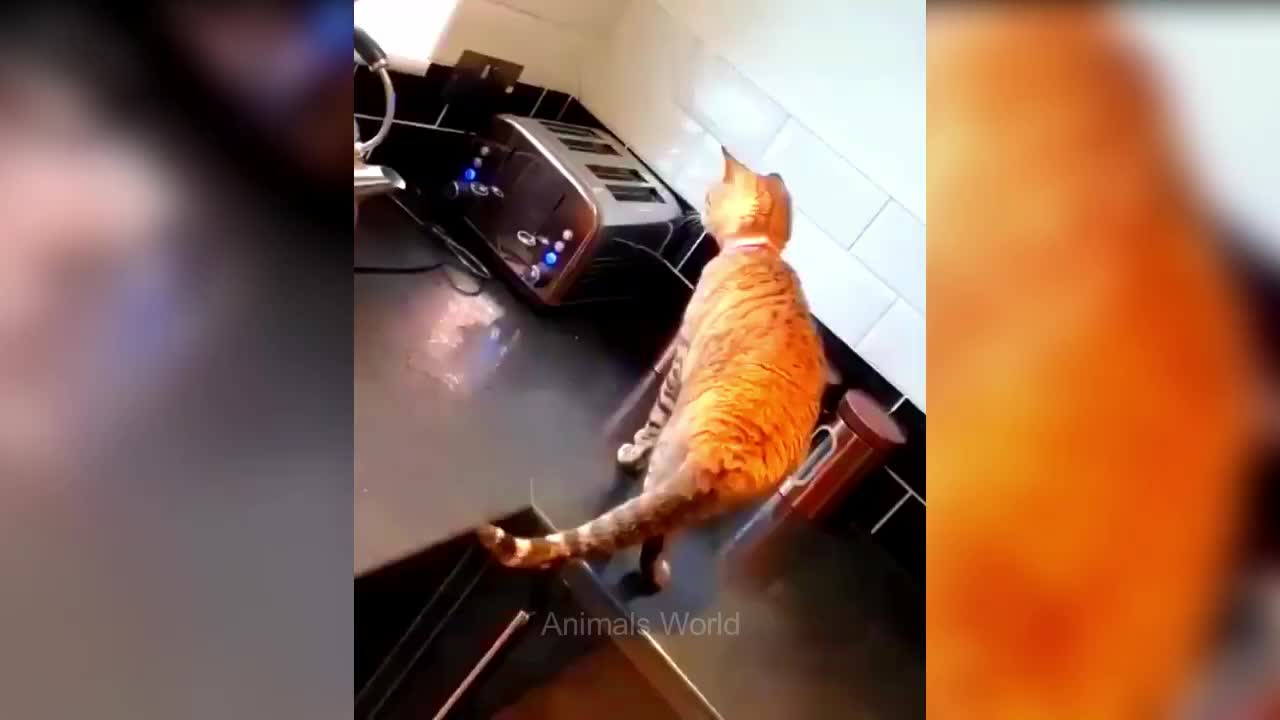 Try Not To Laugh 😂 Funniest Cats and Dogs 😺🐶 Part 13