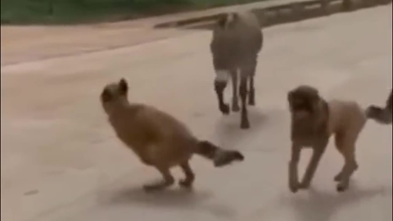 funny video with animals