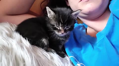 Sleepy Maine Coon Kitten Face Plants While Dozing Off