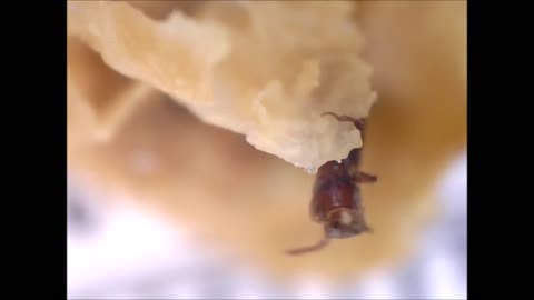 Insects in a Chickpea