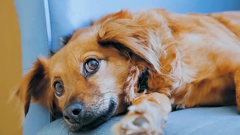 Dog on bed