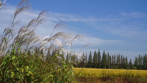 out of the farm nature is beautiful