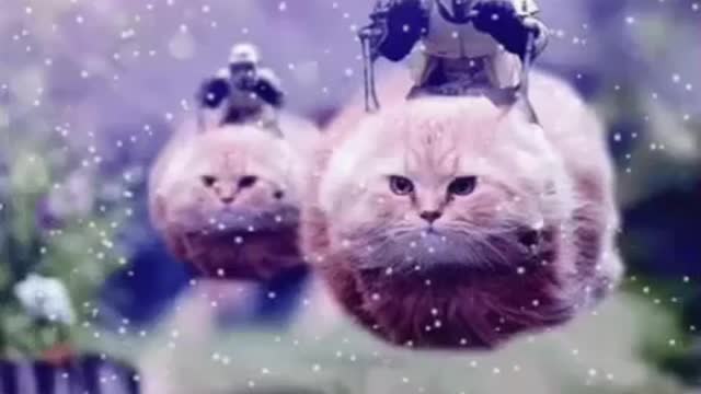 Cute Cat Gif