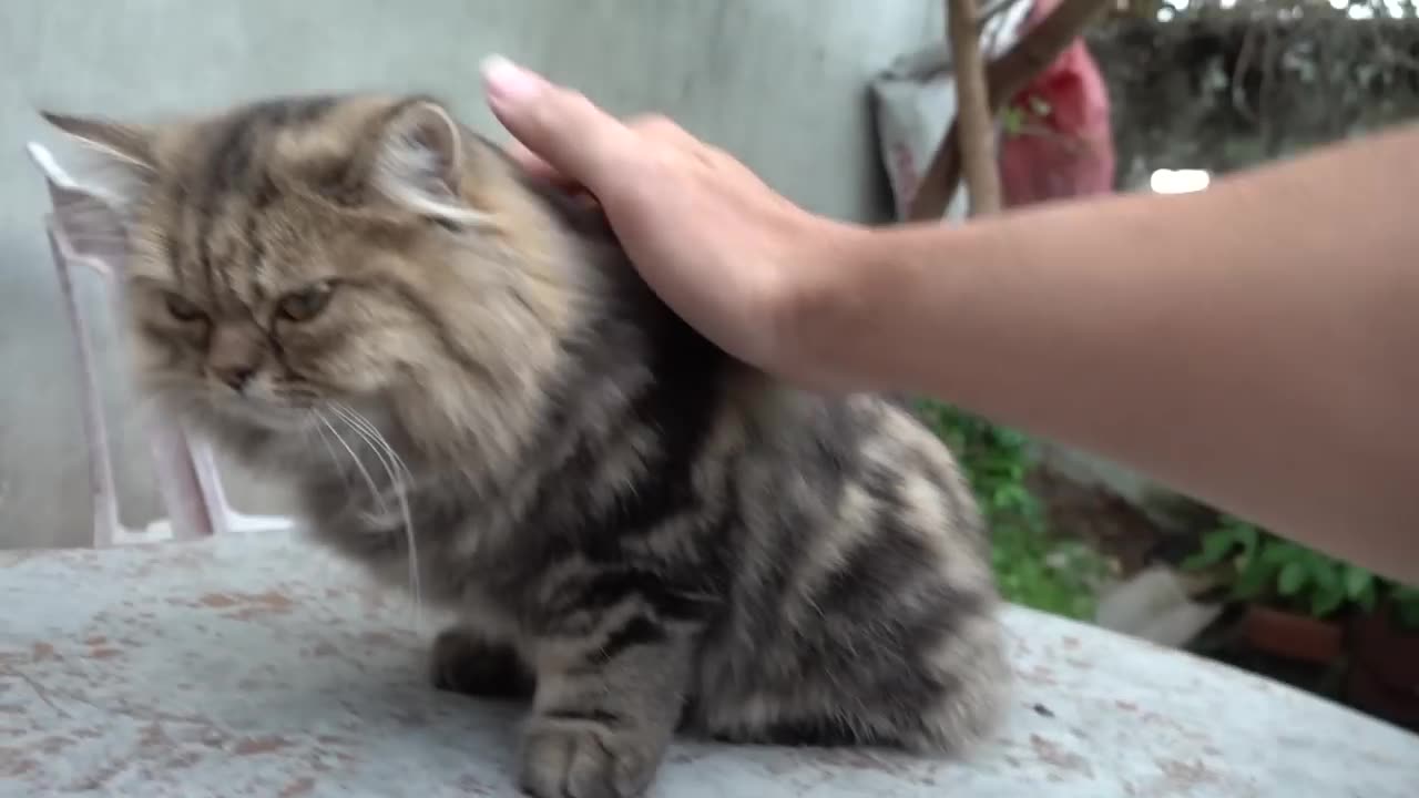 How Cat React When Seeing Stranger 1st Time - Running or Being Friendly