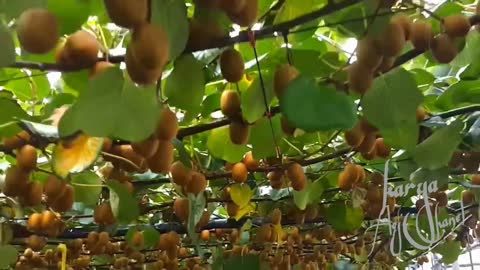 Kiwi Plant Cultivation