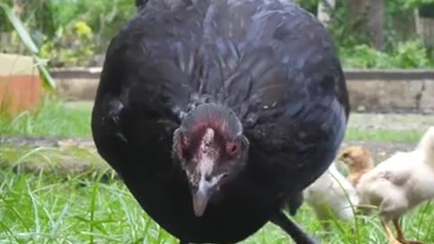 Facts About Ayam Cemani