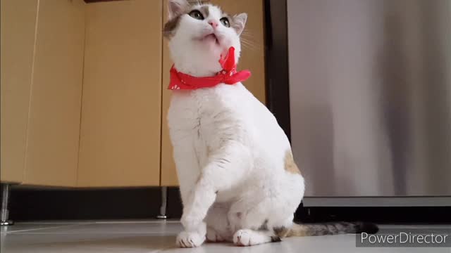 cut cat /funny cat videos#