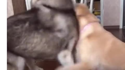 Funny cats & dogs