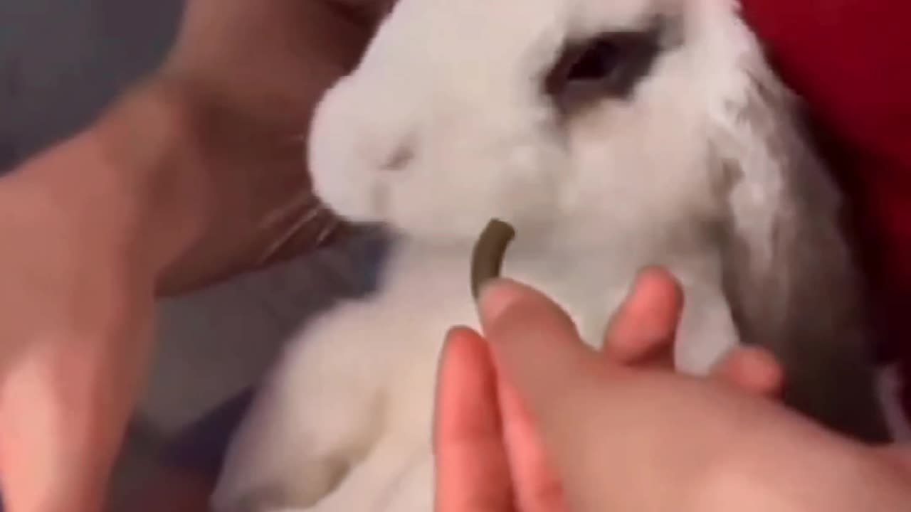 Cute Rabbit Gets His Nails Trimmed While Eating ♥️😍| Adorable Pet Video | Rumble